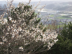 鏡山の桜